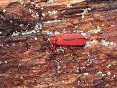 Dictyoptera simplicipes