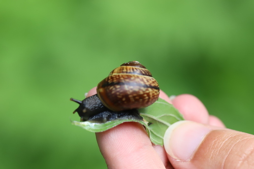 Arianta arbustorum
