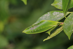 Glyphodes bivitralis