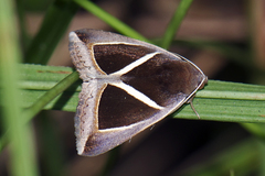 Chalciope mygdon
