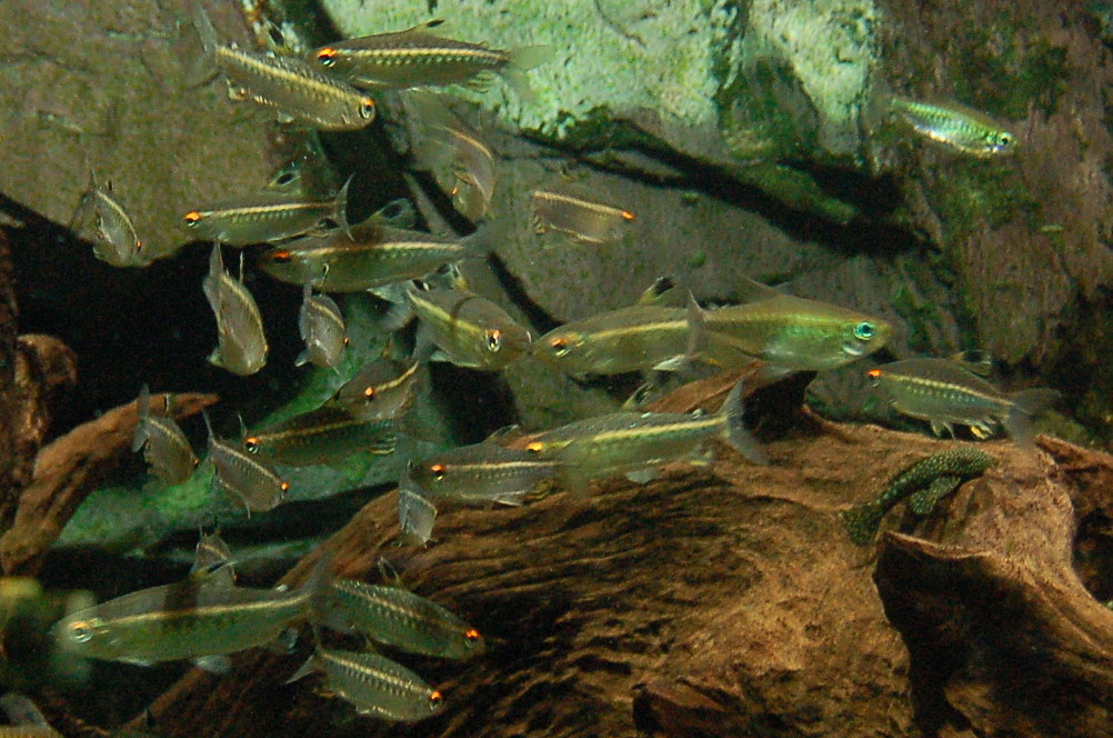 Arnoldichthys