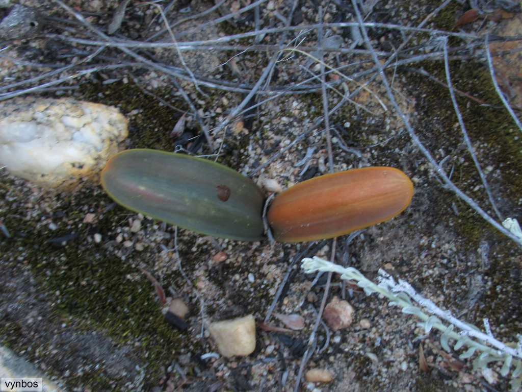 Drimia ecklonii, Bokkeveld Sneeukop area