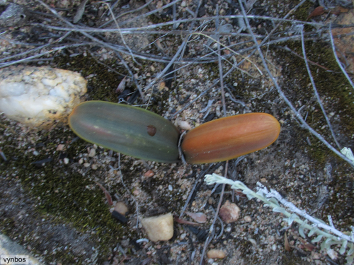 Drimia ecklonii