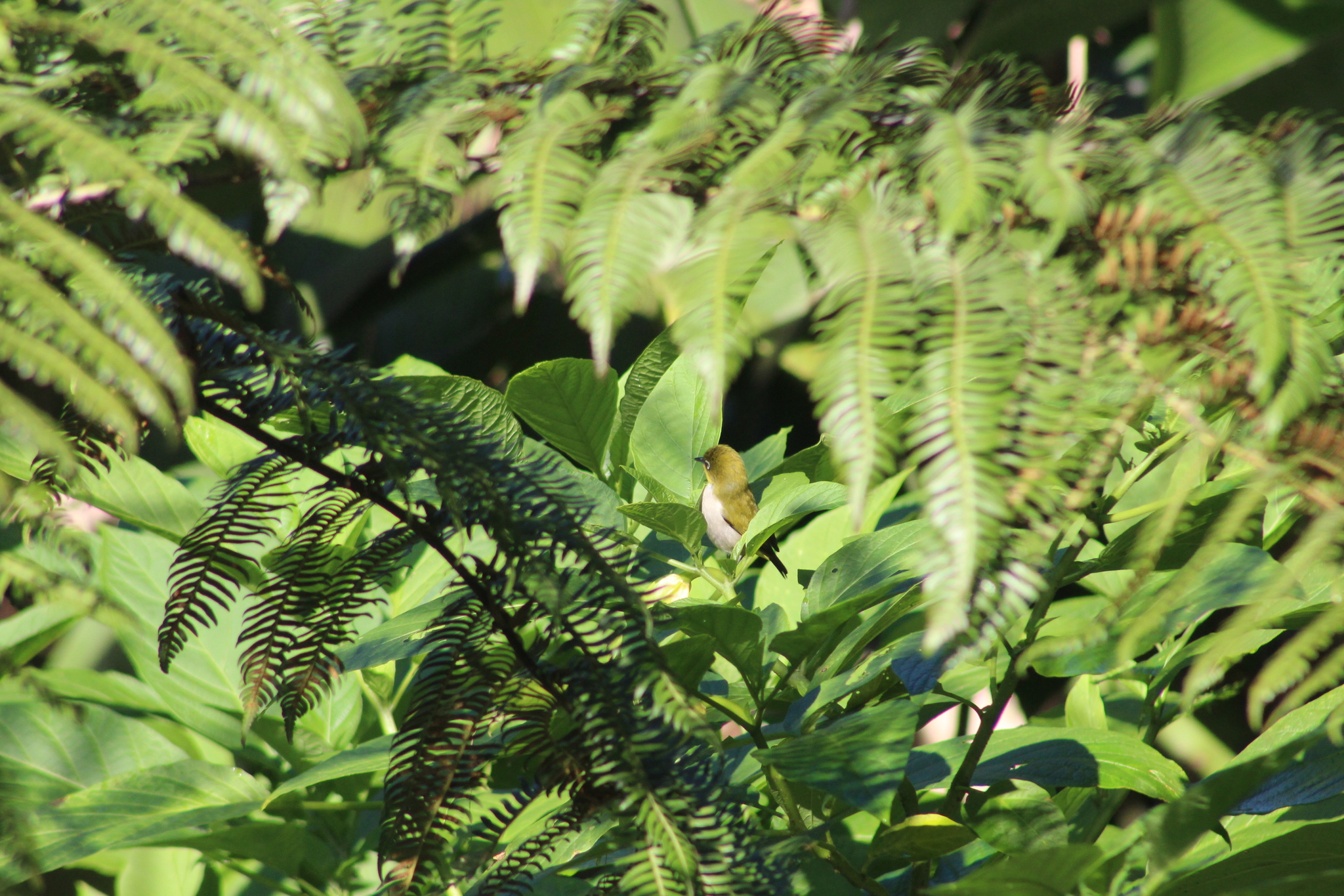 Malagasy White-eye (Zosterops maderaspatanus), photo 3