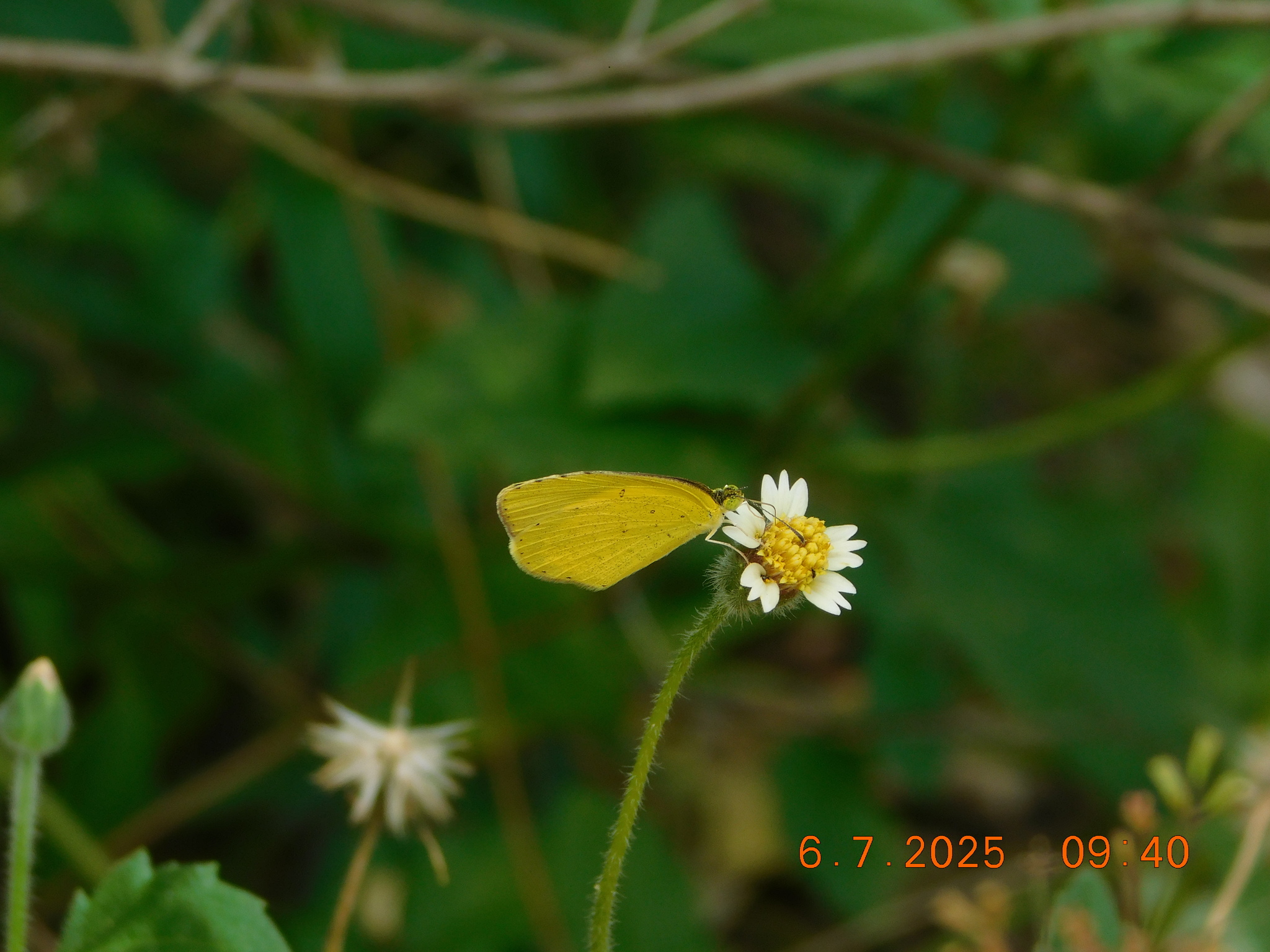 Common Grass Yellow