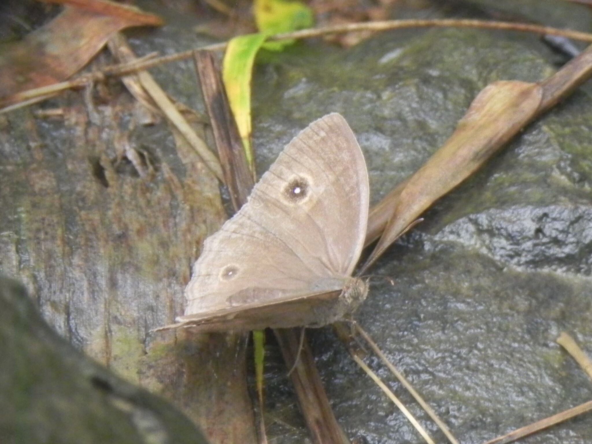Dark-Branded Bushbrown