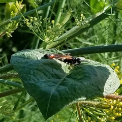 Ammophila placida