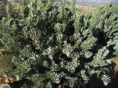 Protea pendula