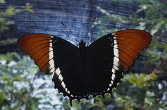 Siproeta epaphus epaphus