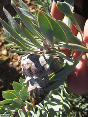 Protea pendula