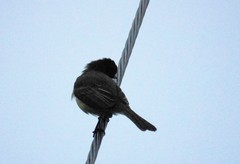 Myiarchus tuberculifer