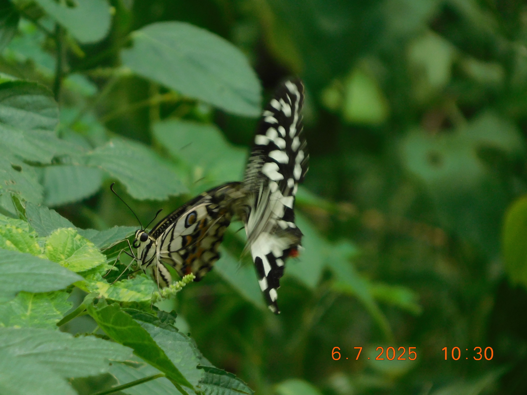 Lime Swallowtail