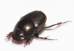Onthophagus vinctus