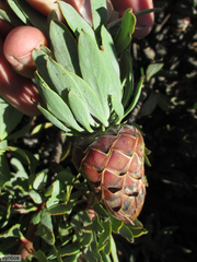 Protea pendula