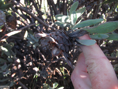 Protea pendula