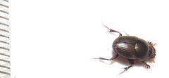 Onthophagus vinctus