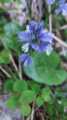 Polygala calcarea, photograph (c) Yannick Brenz, some rights reserved (CC BY)