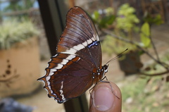 Siproeta epaphus epaphus