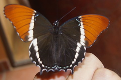 Siproeta epaphus epaphus