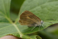 Riodinidae