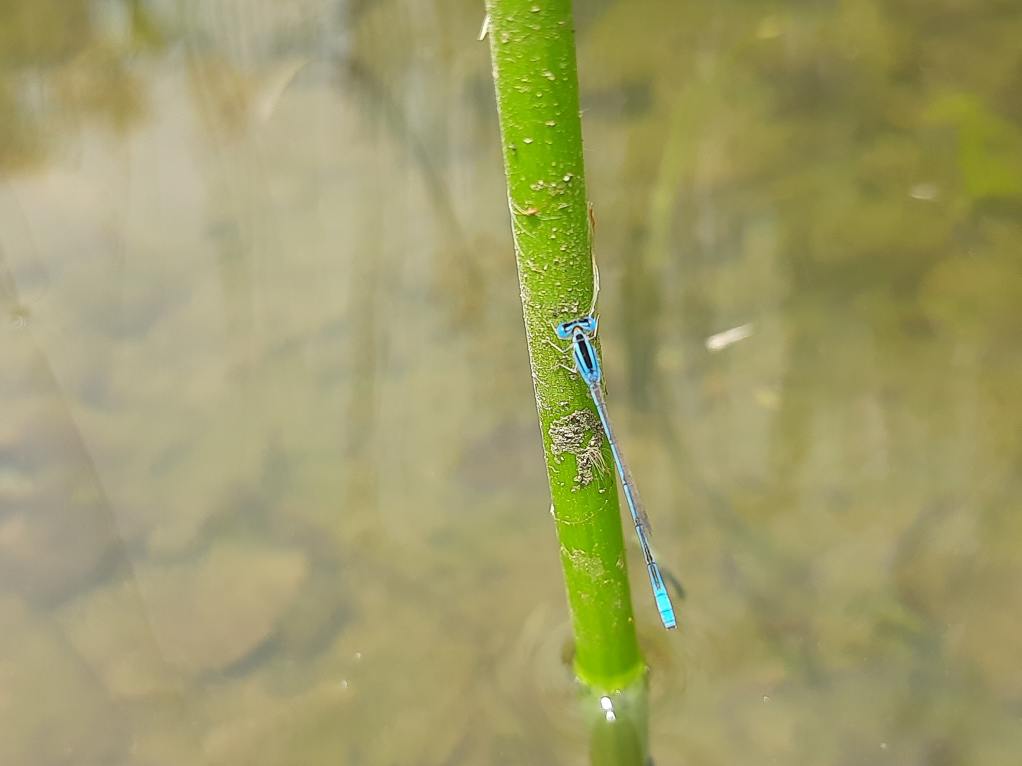 Asian Little Bluet