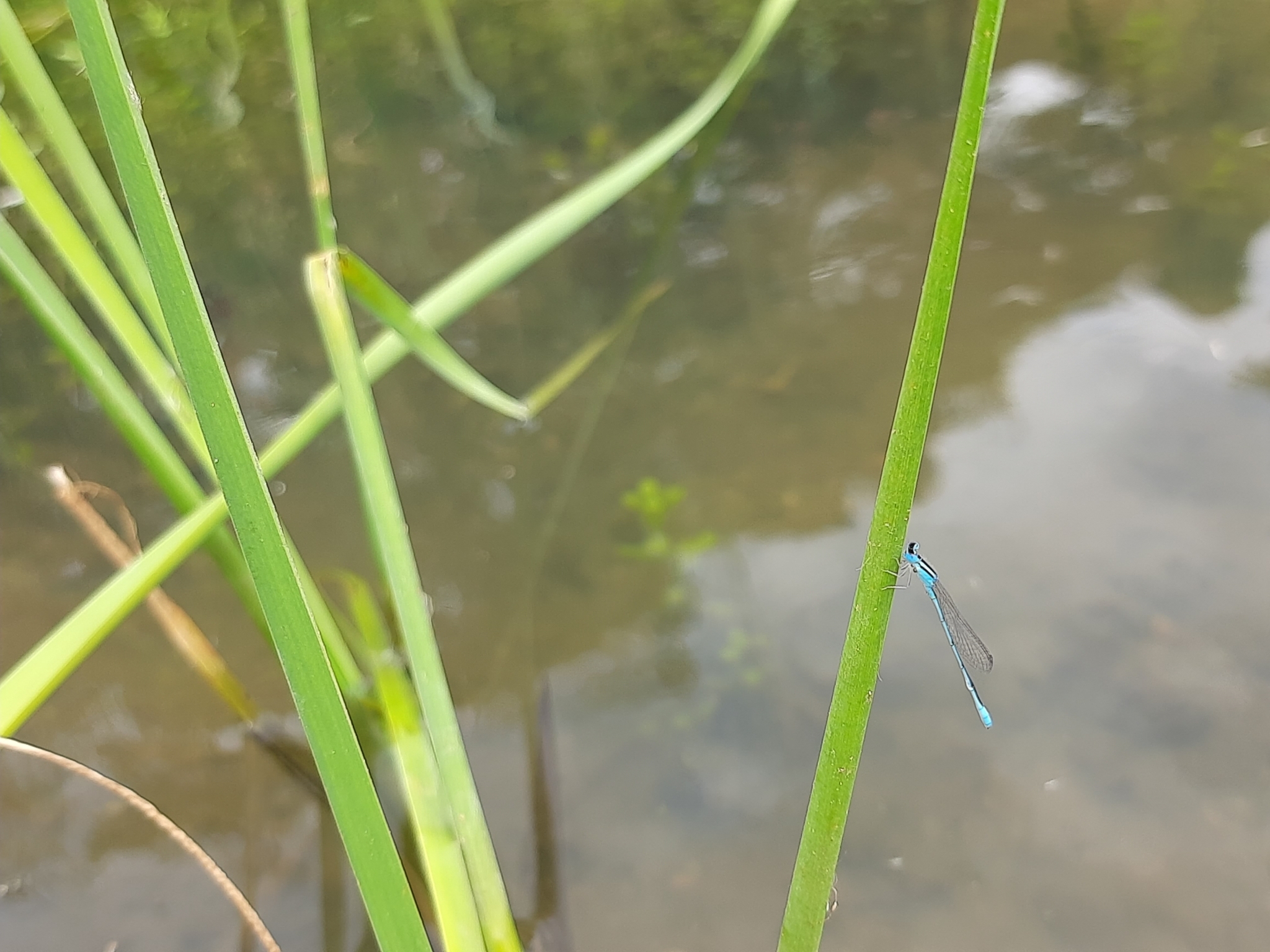 Asian Little Bluet