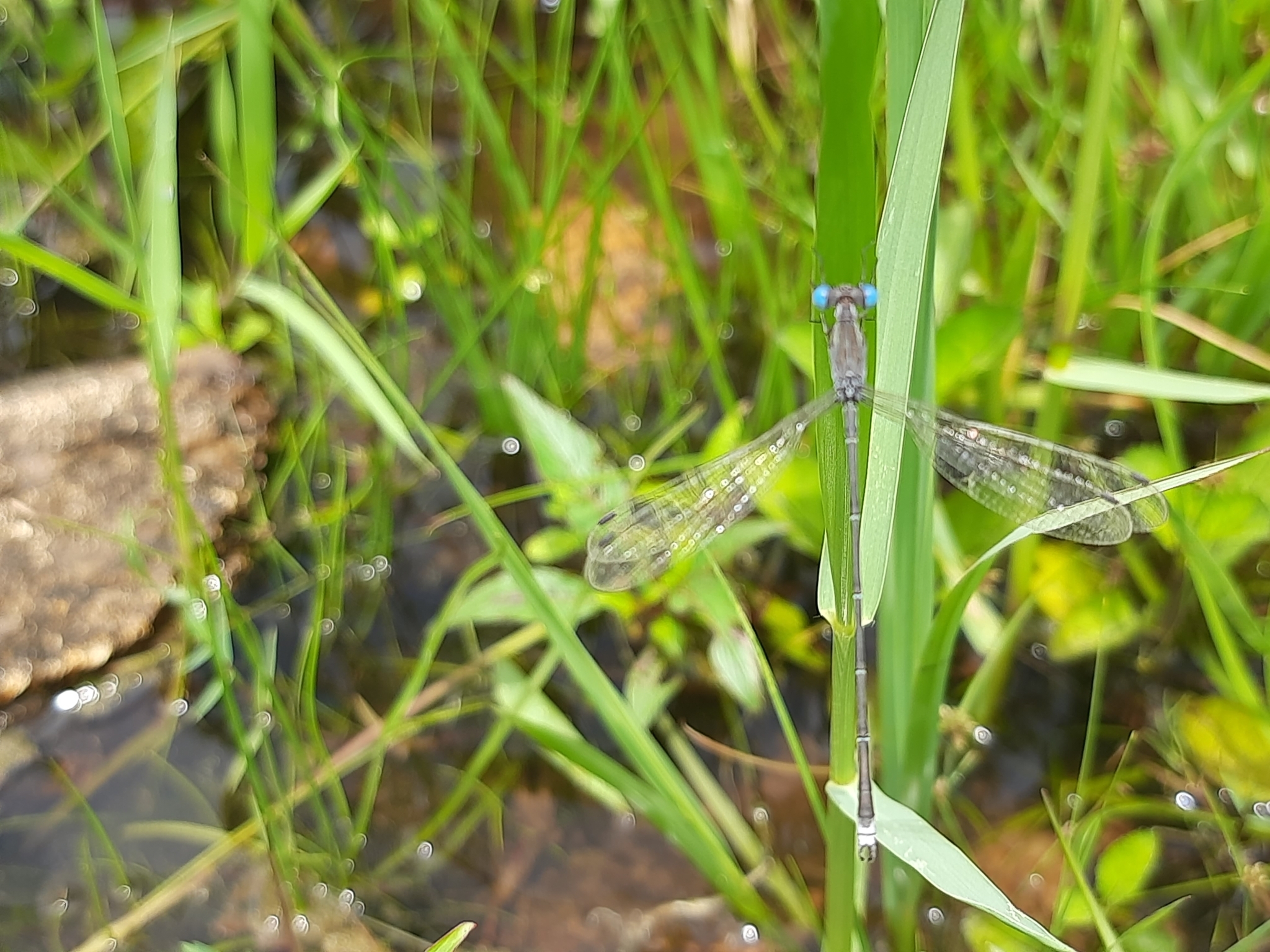 Emerald Spreadwing