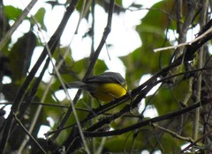 Myioborus melanocephalus