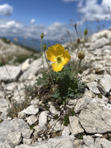 Dwarf poppy (Oreomecon alpina)