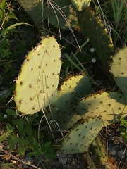 Opuntia dulcis