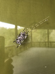 Acanthocinus nodosus