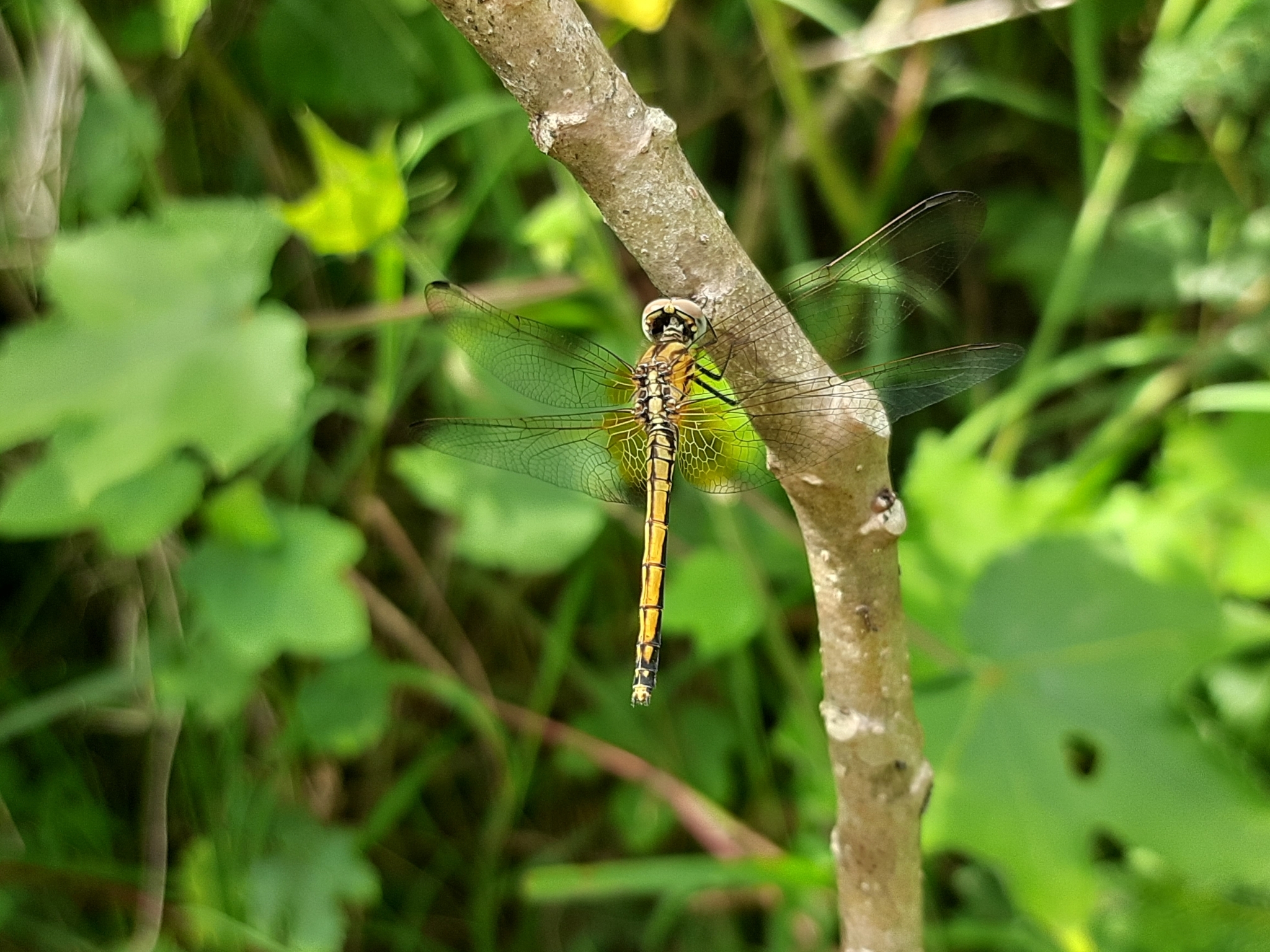 Crimson Marsh Glider