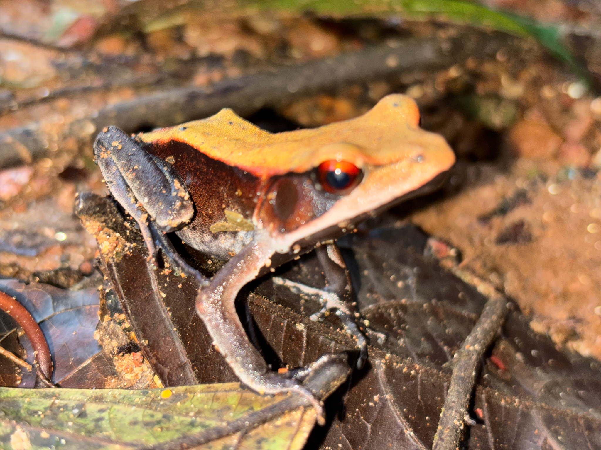 Biocoloured Forest Frog