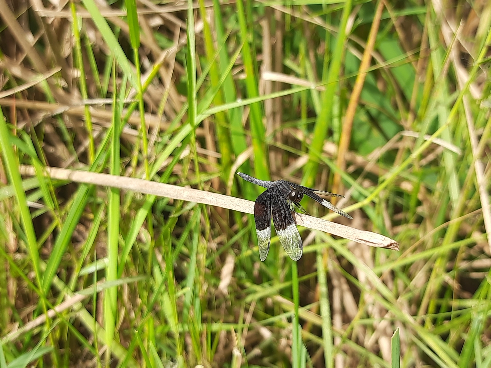 Pied Paddy Skimmer
