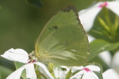 Aphrissa statira statira