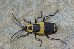 Chauliognathus distinguendus