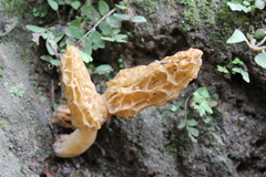 Morchella rufobrunnea