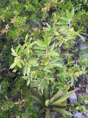 Neopringlea