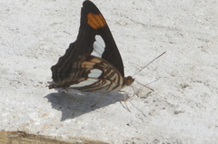 Adelpha iphicleola iphicleola