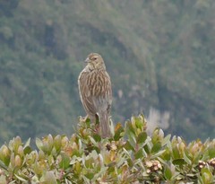 Geospizopsis unicolor