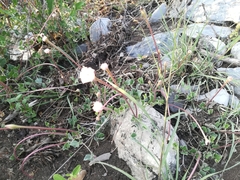Acleisanthes