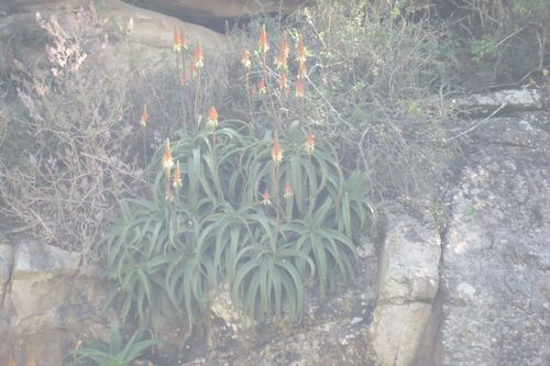 Aloe vanbalenii, photograph 5