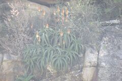 Aloe vanbalenii, photograph (c) Bruno - Yolande Zanette, some rights reserved (CC BY)
