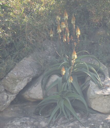 Aloe vanbalenii, photograph 6