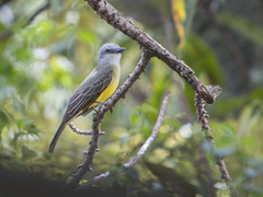 Tyrannus melancholicus