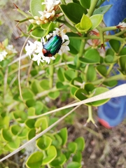 Leucocelis