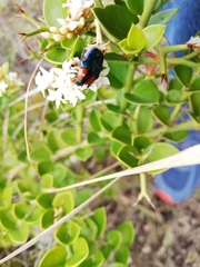 Leucocelis