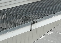 Tyrannus niveigularis