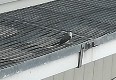 Tyrannus niveigularis