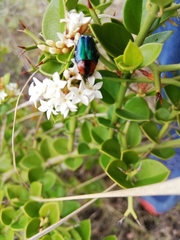 Leucocelis
